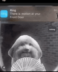 a dog is holding a fan of playing cards in front of a ring doorbell