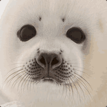 a close up of a seal 's face with a black eye