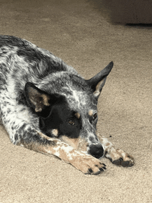 a black and white dog is laying down on the floor