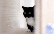 a black and white cat is peeking out from behind a door