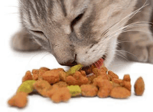 a cat is eating cat food from a pile of food .