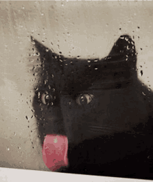 a black cat sticking its tongue out behind a wet window