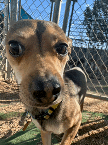 a close up of a dog 's face looking at the camera