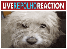 a picture of a dog with the words " liverepolhoreaction " written above it