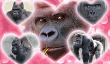 a gorilla is surrounded by heart shaped images of gorillas