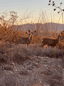 three deer standing in a field with mountains in the background at sunset