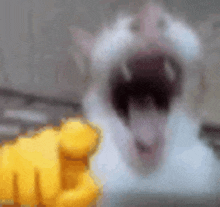 a blurry picture of a white cat with its mouth open and a yellow fist in the background .