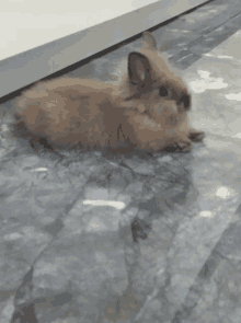 a small brown rabbit is laying down on a marble floor