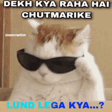 a cat wearing sunglasses with the caption dekh kya raha hai chutmarike