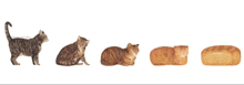 a row of cats and a loaf of bread are shown