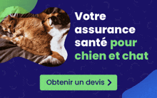 two cats laying on a bed with the words votre assurance sante pour chien et chat above them