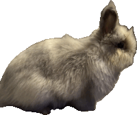 a rabbit with a white background is laying down and looking at the camera