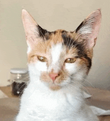 a calico cat is sitting on a table with a jar of coffee beans in the background .