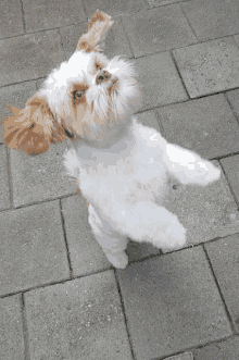 a brown and white dog standing on its hind legs on a brick sidewalk