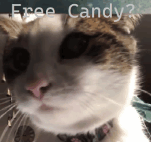 a close up of a cat 's face with the words free candy below it