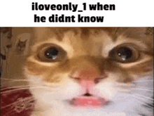 a close up of a cat 's face with the words `` i love only when he didnt know ''