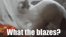 a picture of a cat with the words " what the blazes " above it