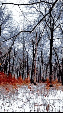 a snowy forest with trees without leaves on a cloudy day