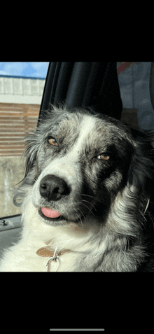 a black and white dog sticking its tongue out while sitting in a car