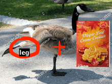 a goose standing next to a box of maple leaf creme cookies