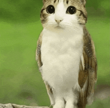 a cat with an owl 's wings is standing on a rock .