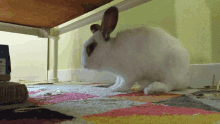 a white rabbit is standing under a table next to a box that says ' rabbit food ' on it