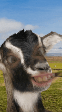 a close up of a goat 's face with a blue sky in the background