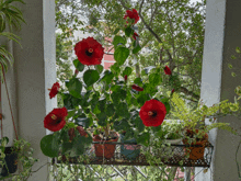 a plant with red flowers is on a balcony