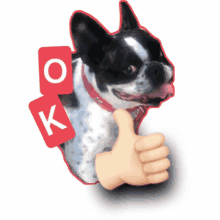 a black and white dog is giving a thumbs up with a red sign that says ok