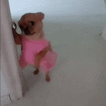 a small brown dog wearing a pink dress is standing next to a door .