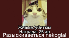 a picture of a cat with russian writing on it