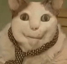 a close up of a cat wearing a tie and smiling