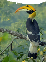 a bird with a long beak is perched on a tree branch