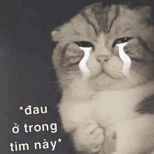 a cat is crying with tears coming out of its eyes and a caption in another language .