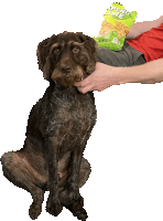 a person holding a bag of alpentine chips over a dog