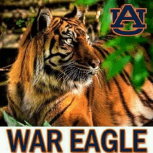 a picture of a tiger with the word war eagle under it