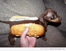 a person is holding a dachshund dressed as a hot dog with mustard on it .