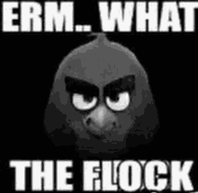 a black and white image of an angry bird with the words " erm what the flock " below it