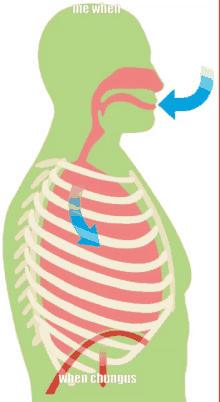 a diagram of a person 's lungs with the words " me when when chungus " below it