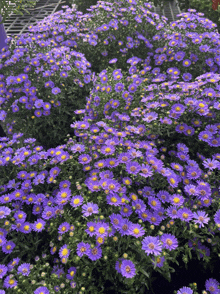 purple flowers with yellow centers are growing in a garden