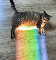 a cat laying on a wooden floor with a rainbow in the background