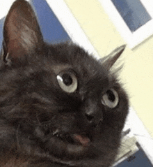 a close up of a black cat with its tongue hanging out .