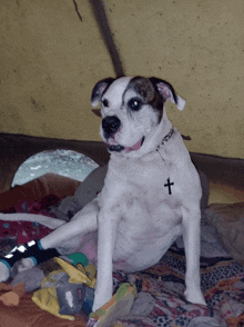 a dog with a cross on its neck is sitting on a bed