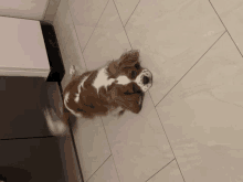 a brown and white dog standing on a tile floor