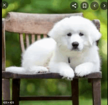 a white puppy laying on a wooden chair