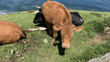 a brown cow with a tag that says ' a ' on it