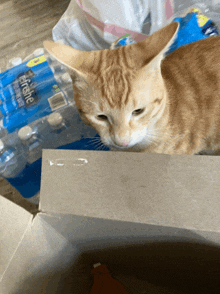 a cat is sitting in front of a roll of pet tissue