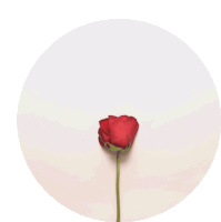 a single red rose is in a white circle