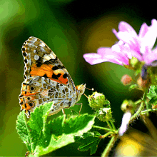 a butterfly is perched on a green leaf near a pink flower