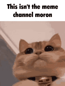 a close up of a cat with the words this isn 't the meme channel moron above it